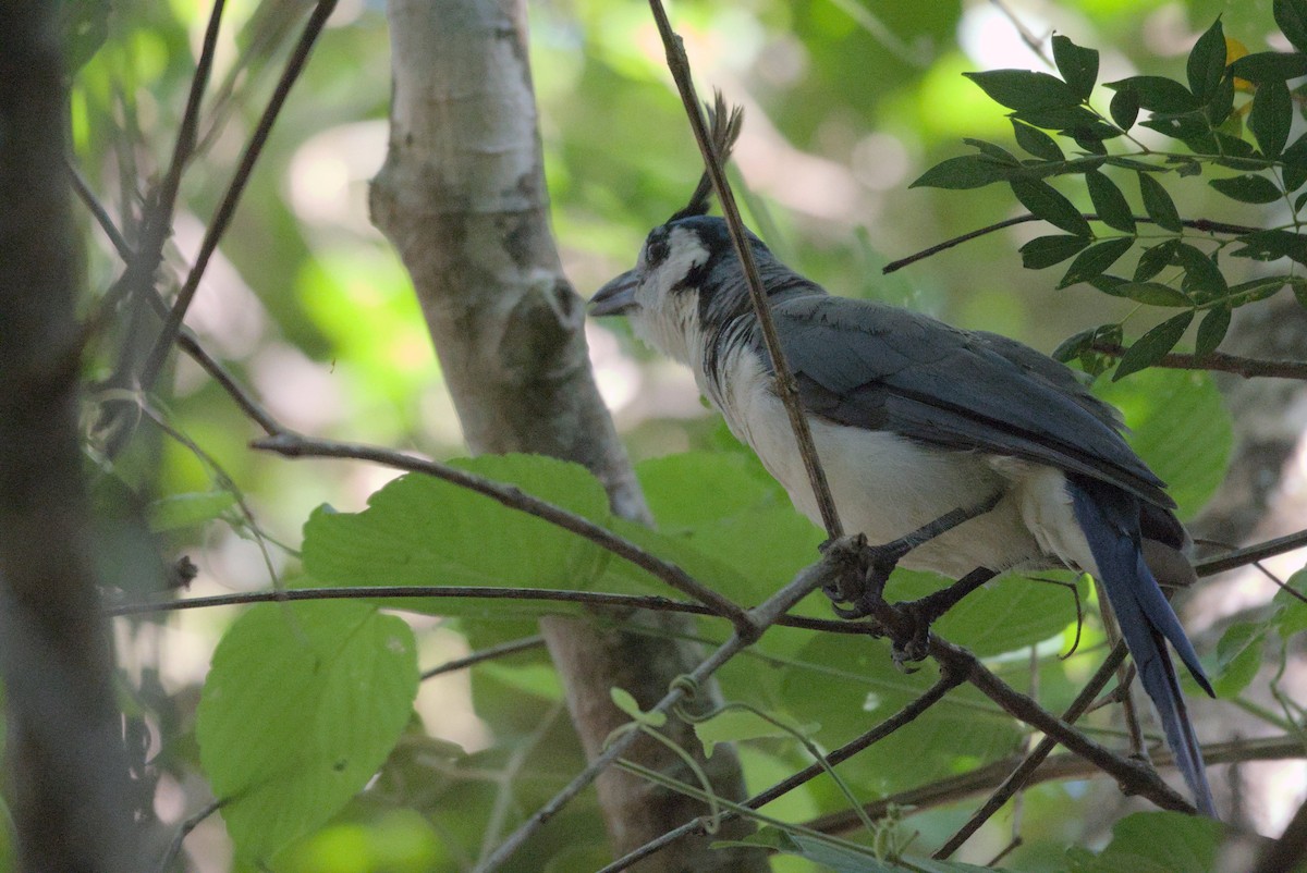 White-throated Magpie-Jay - ML596698451