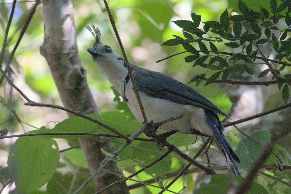 White-throated Magpie-Jay - ML596698471