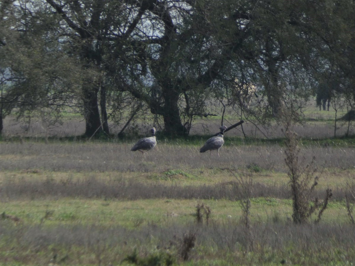 Southern Screamer - ML596698681