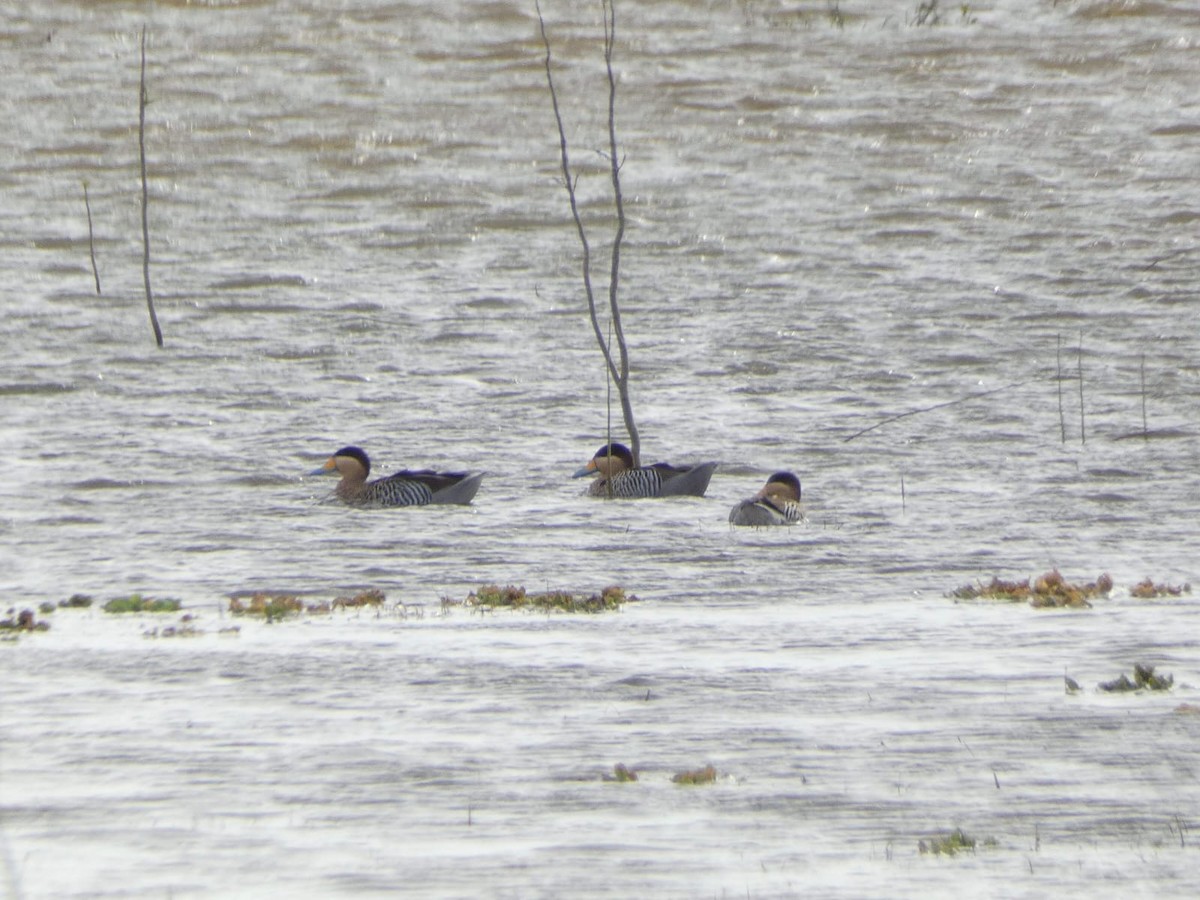 Silver Teal - ML596698831