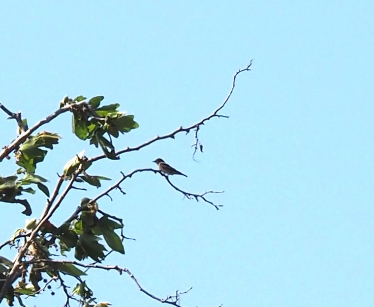 Olive-sided Flycatcher - ML596699191