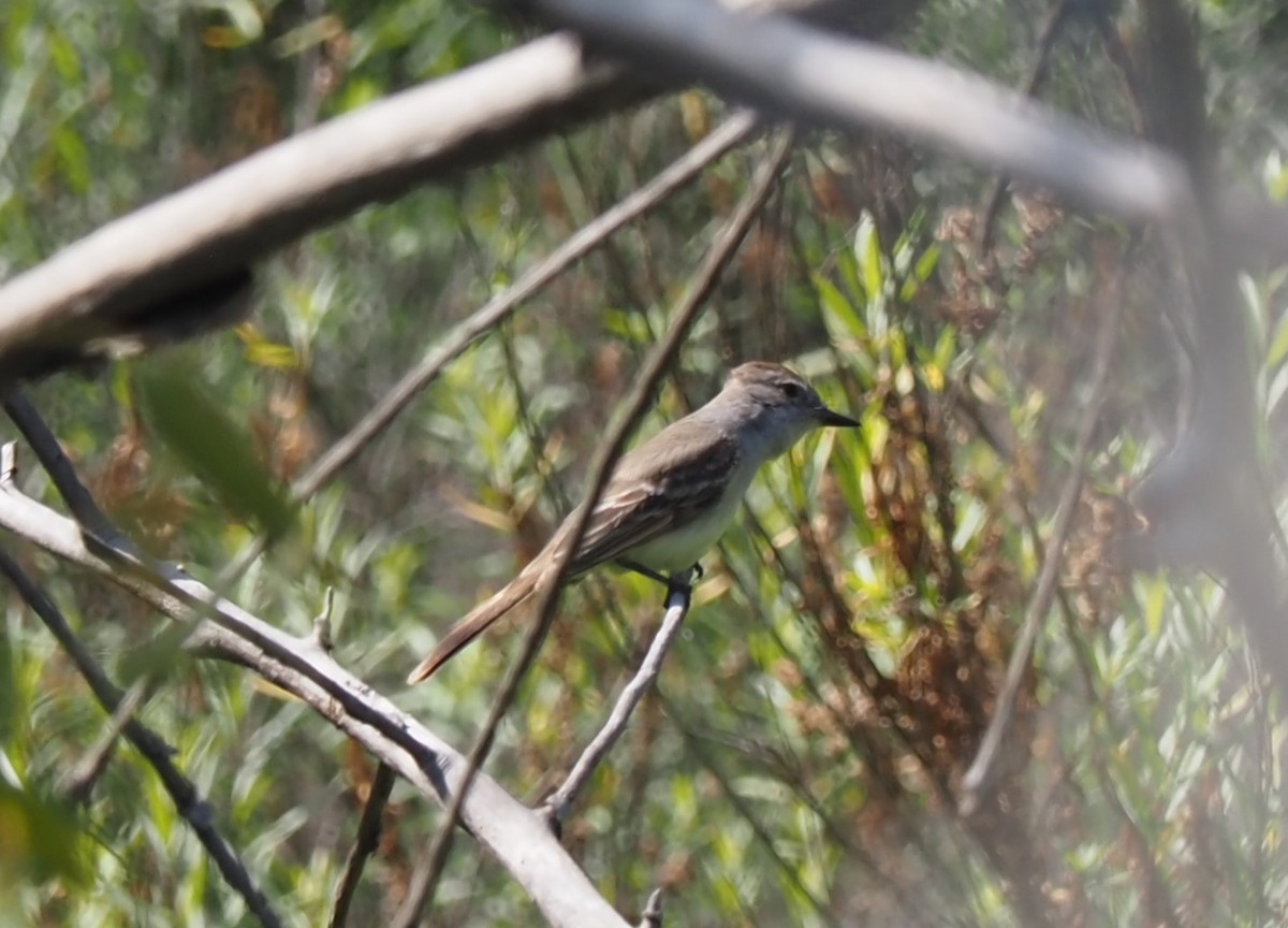 Ash-throated Flycatcher - ML596699931