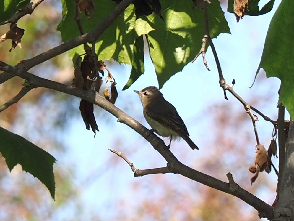 Warbling Vireo - Uma Sachdeva