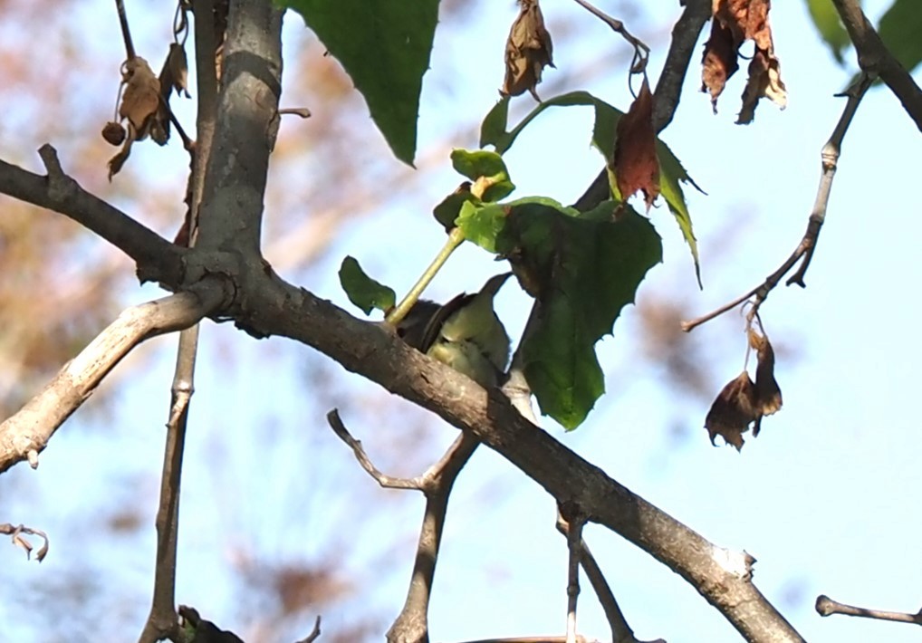 Warbling Vireo - Uma Sachdeva