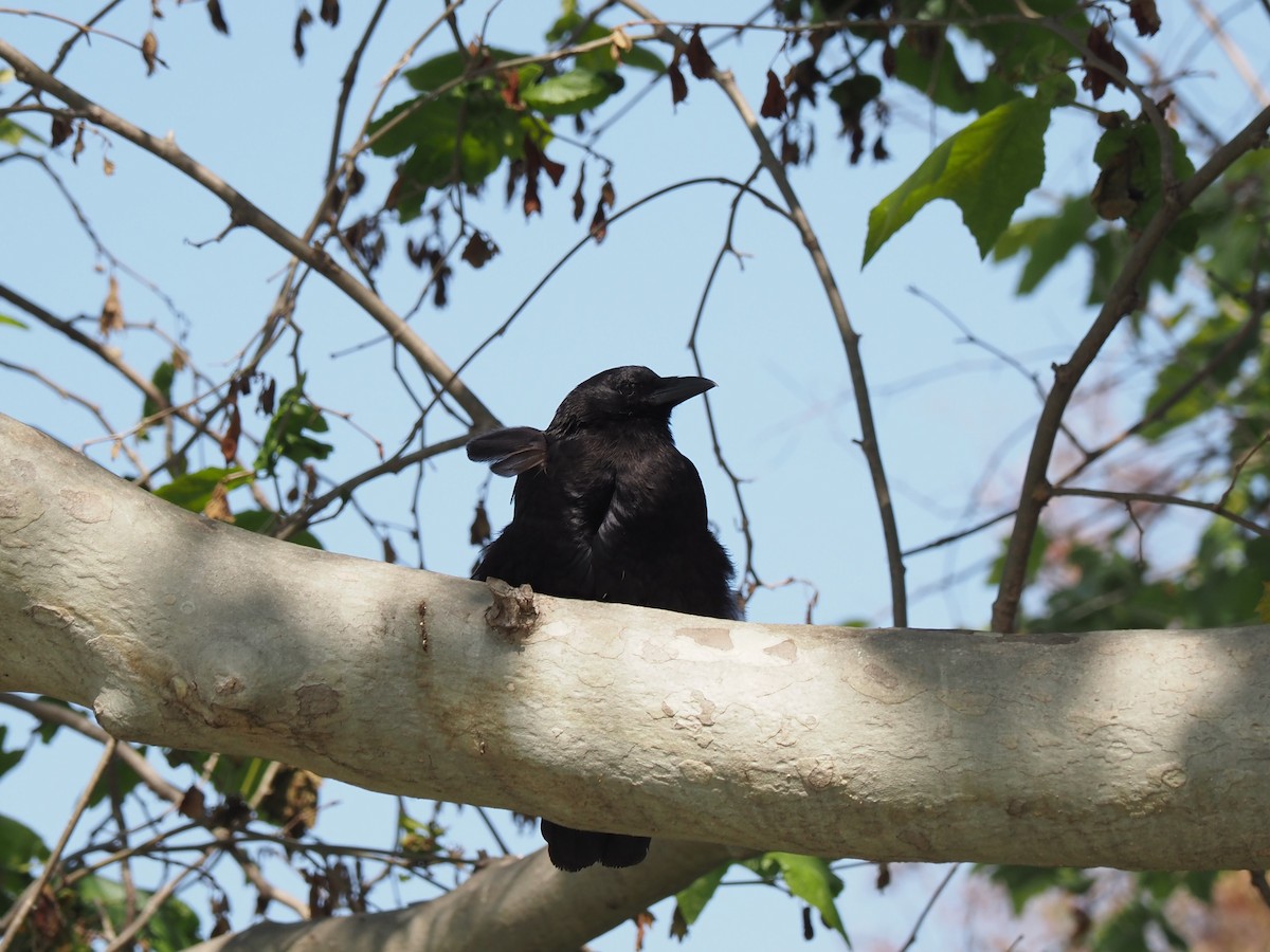 American Crow - Uma Sachdeva
