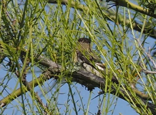 Lesser Goldfinch - ML596700441