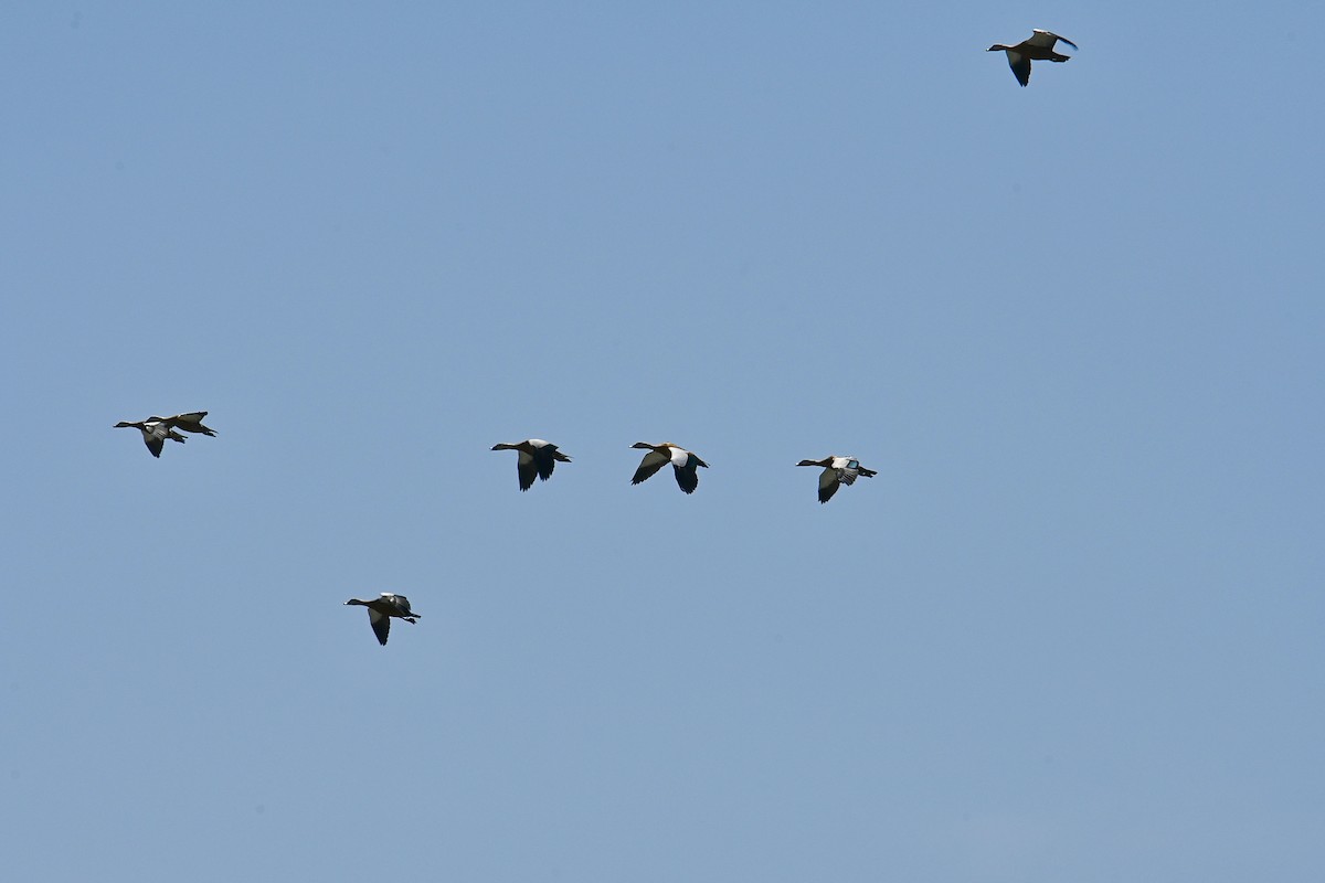 Ruddy Shelduck - ML596700671