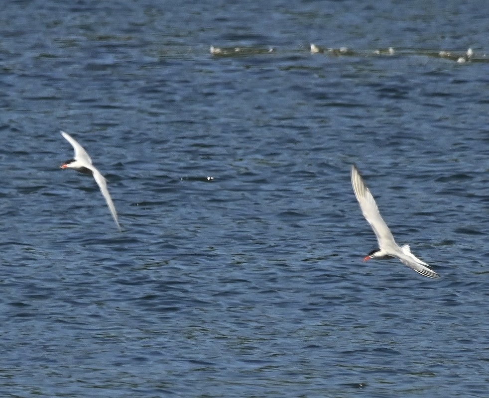 Common Tern - Regis Fortin