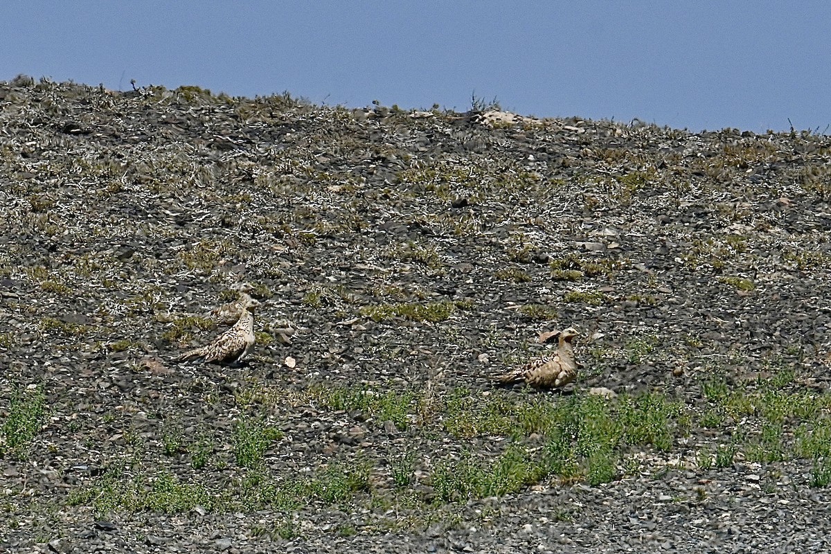 Pallas's Sandgrouse - Dong Qiu