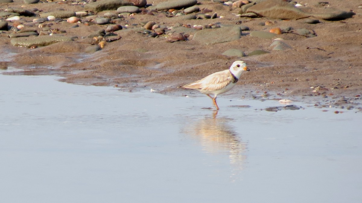 Piping Plover - ML596701051