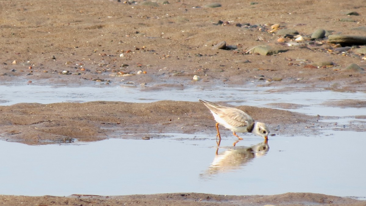 Piping Plover - ML596701061