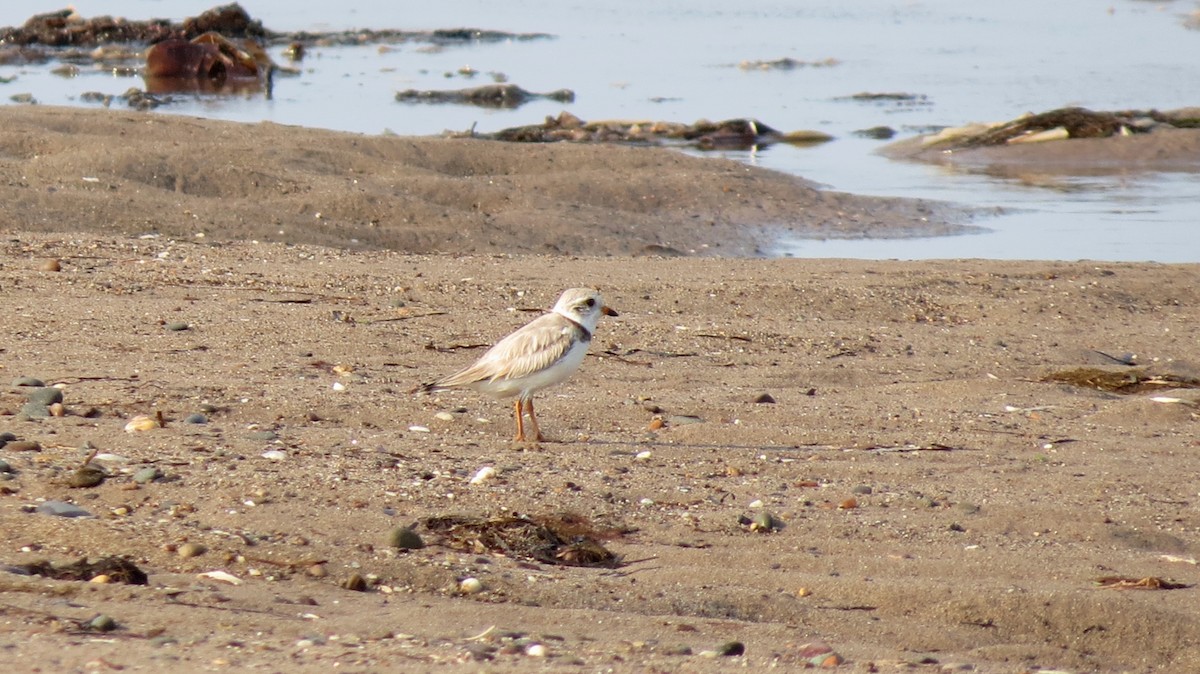 Piping Plover - ML596701071