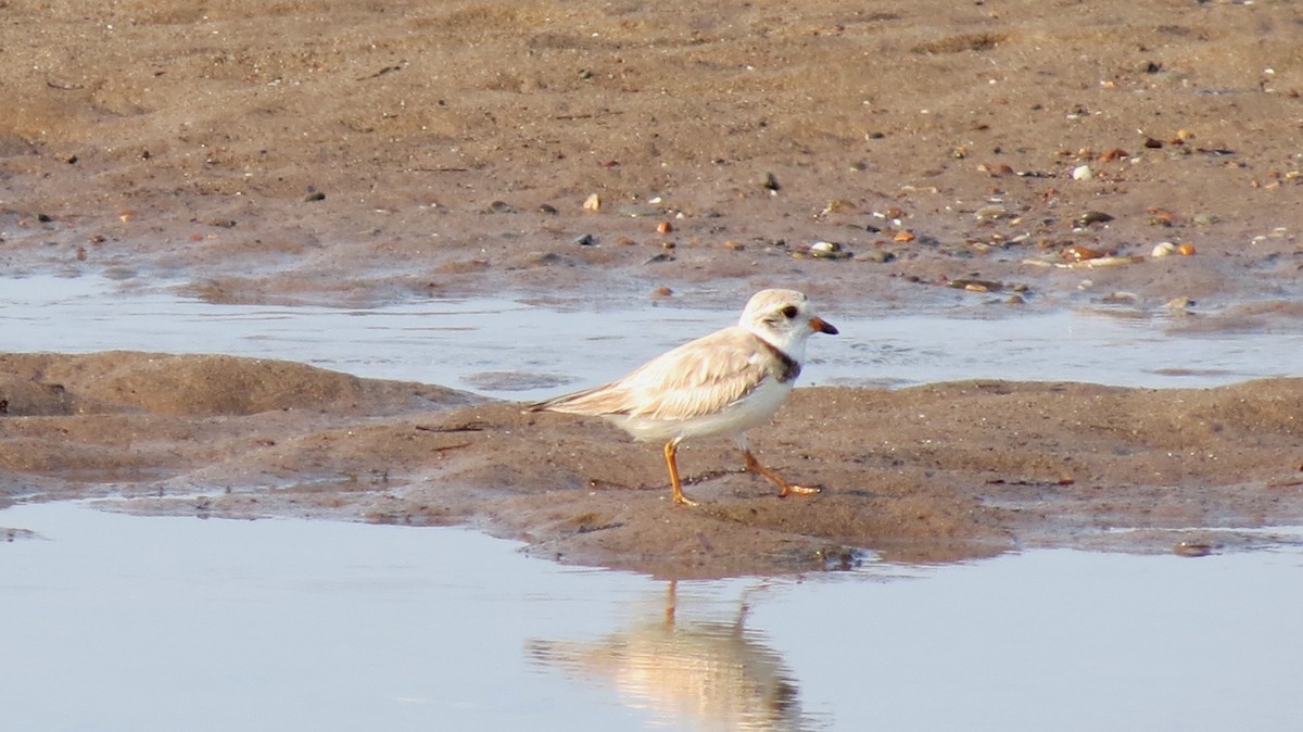 Piping Plover - ML596701081