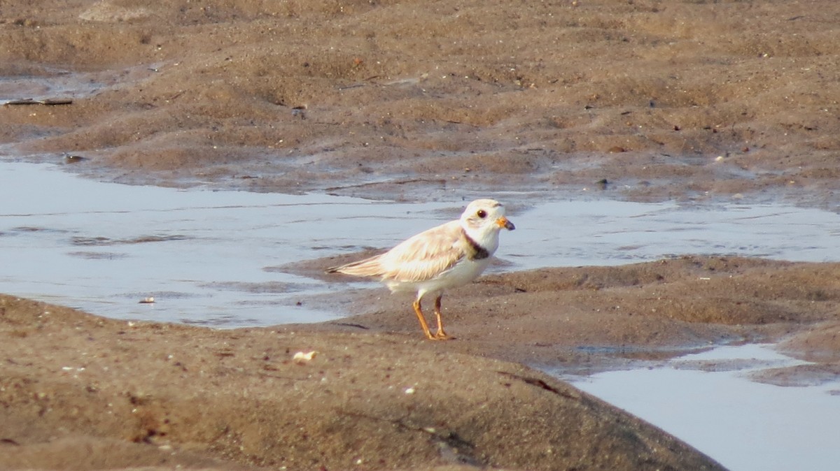 Piping Plover - ML596701091