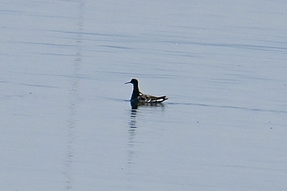 Red-necked Phalarope - ML596701231