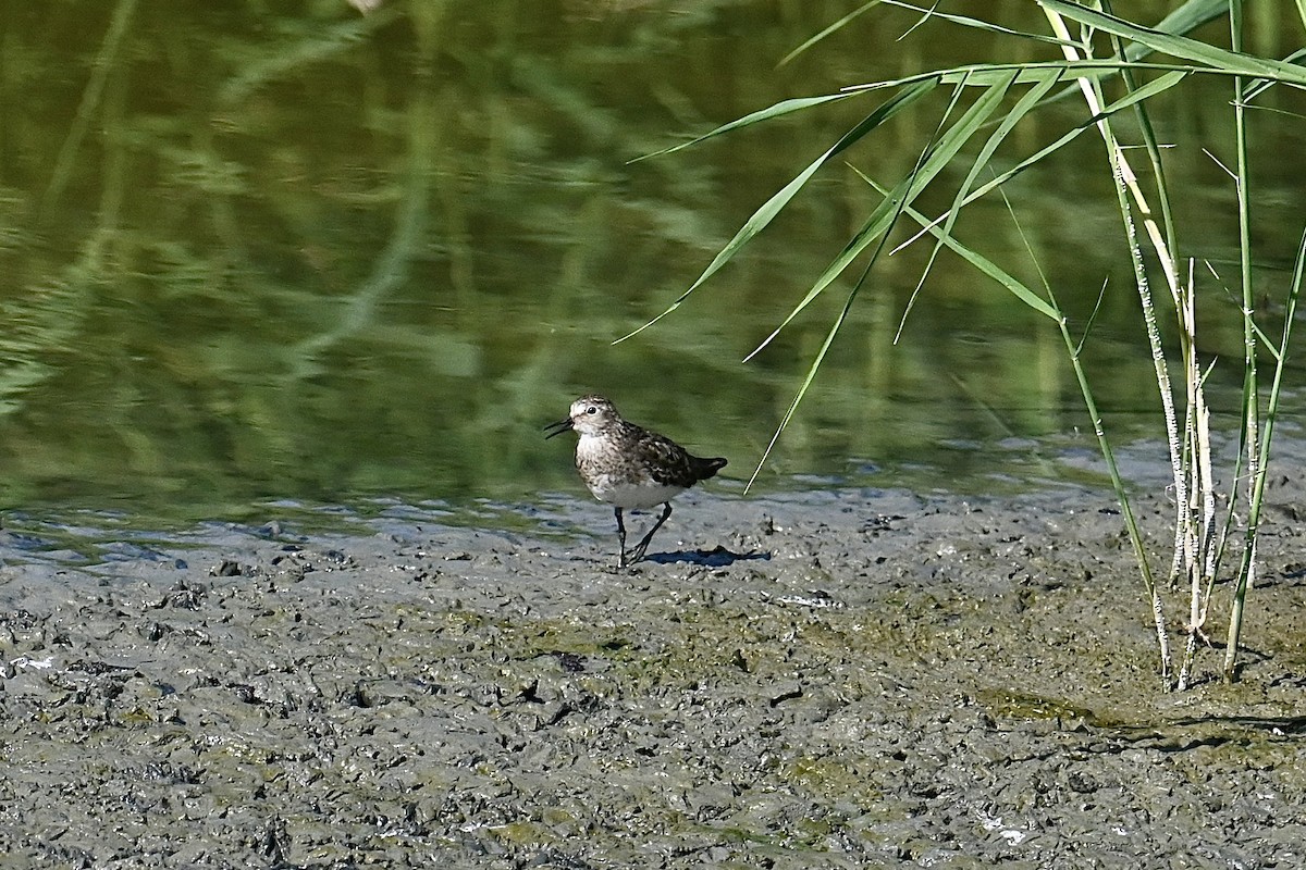 temmincksnipe - ML596701801