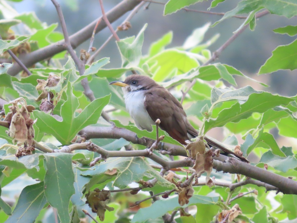 Yellow-billed Cuckoo - Steven Lima