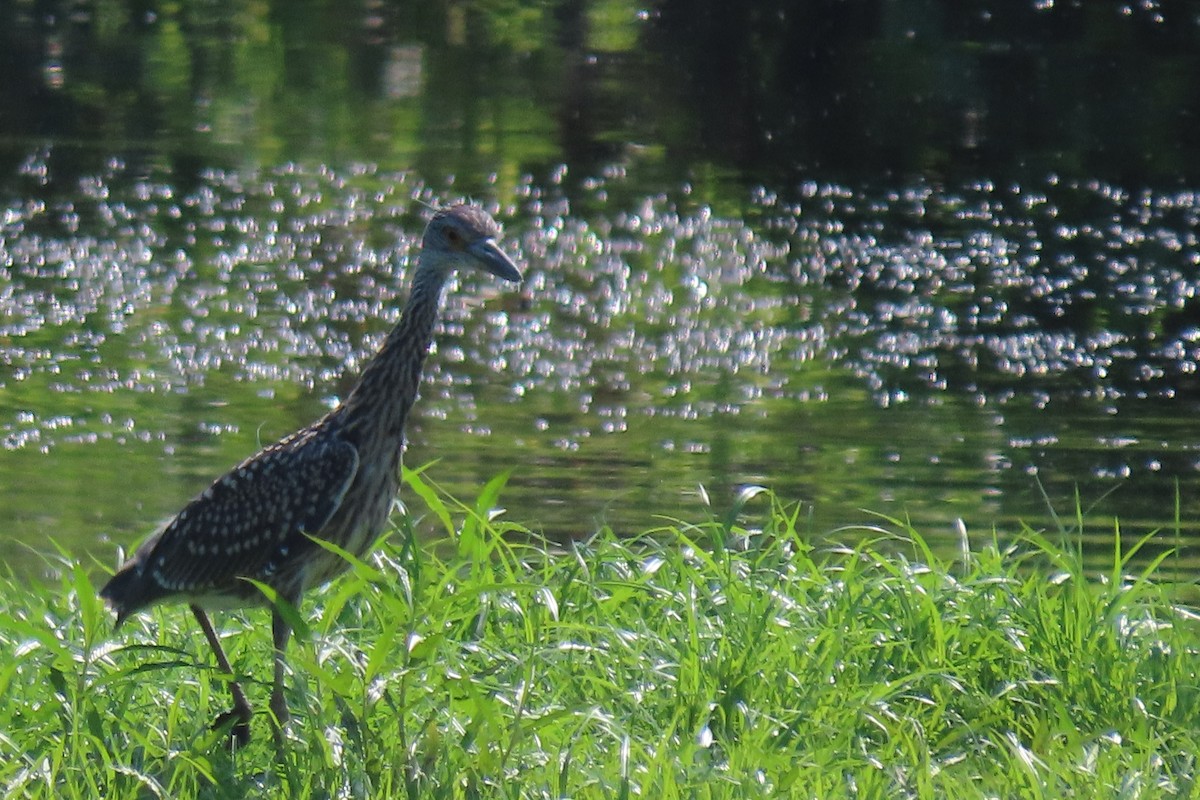 Yellow-crowned Night Heron - ML596703081