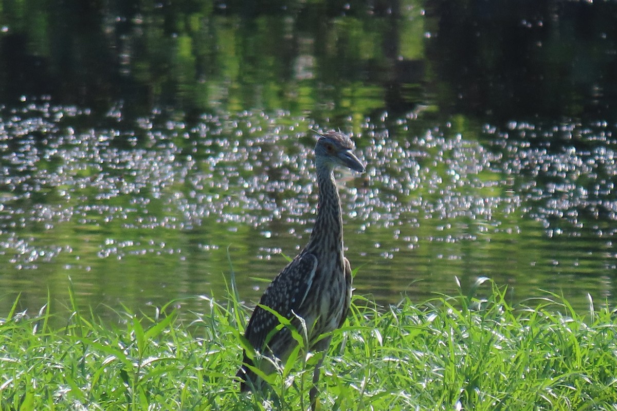 Yellow-crowned Night Heron - ML596703091