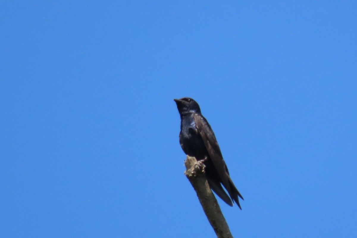 Golondrina Purpúrea - ML596703161