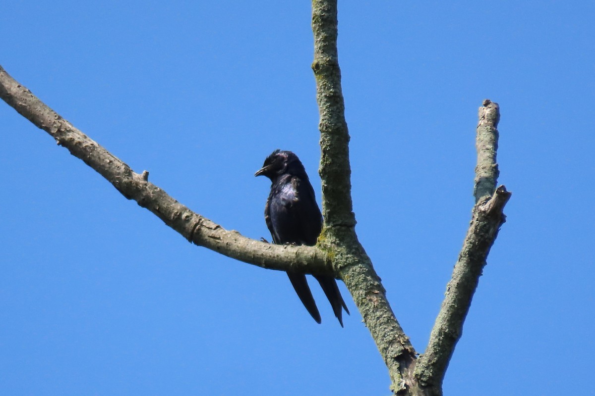 Purple Martin - ML596703171