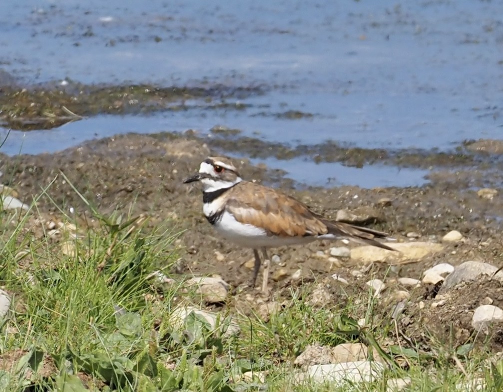 Killdeer - ML596703221