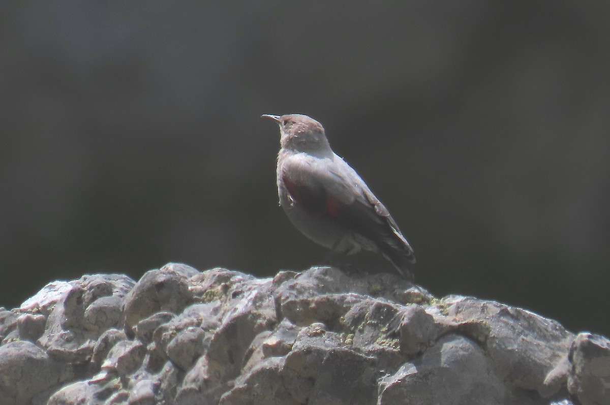 カベバシリ - ML596703651