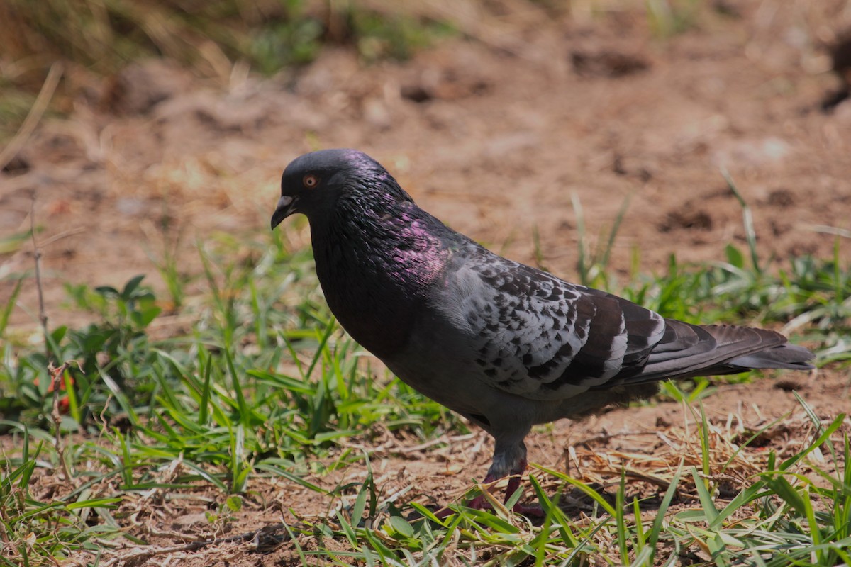 Rock Pigeon (Feral Pigeon) - ML596703731