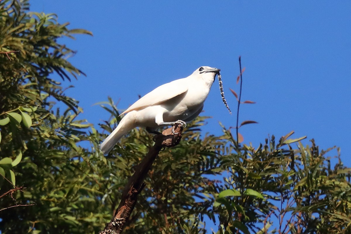 White Bellbird - ML596703901