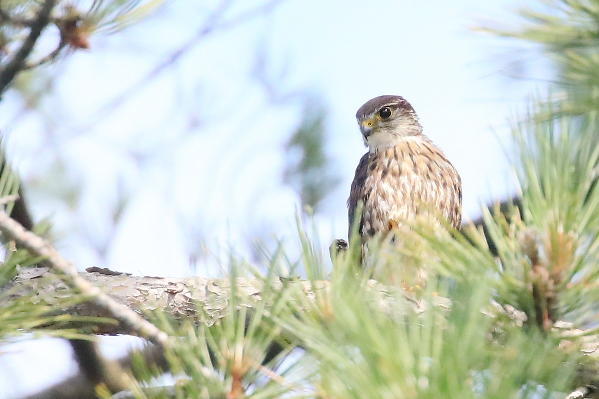 Merlin - ML596704371