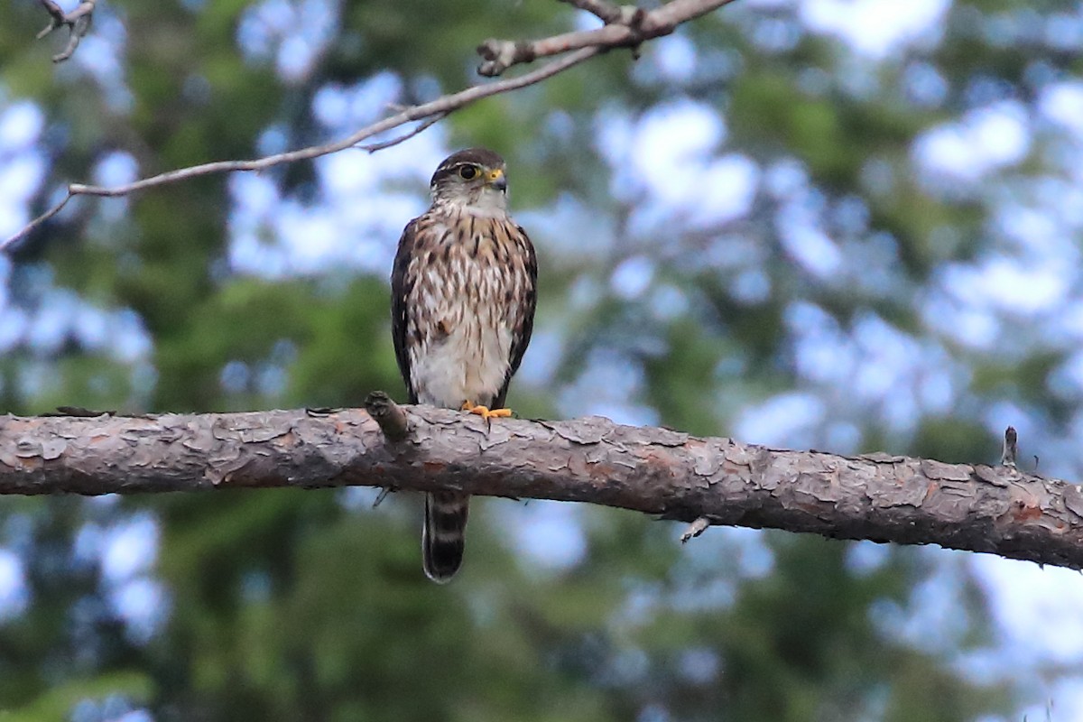 Merlin - ML596704381