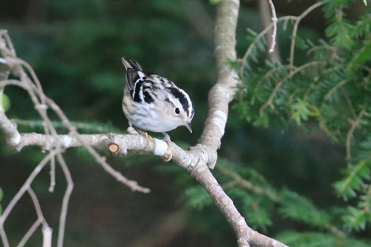 Black-and-white Warbler - ML596704551