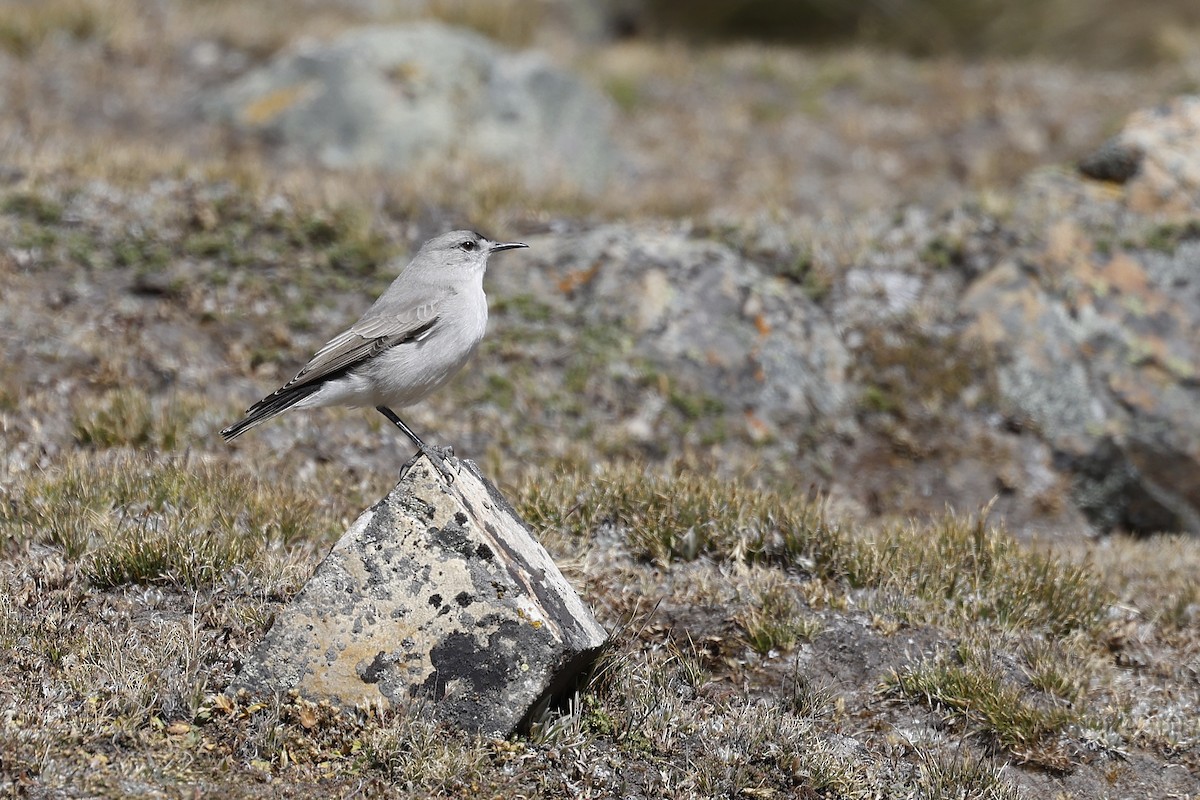 Black-fronted Ground-Tyrant - ML596705051