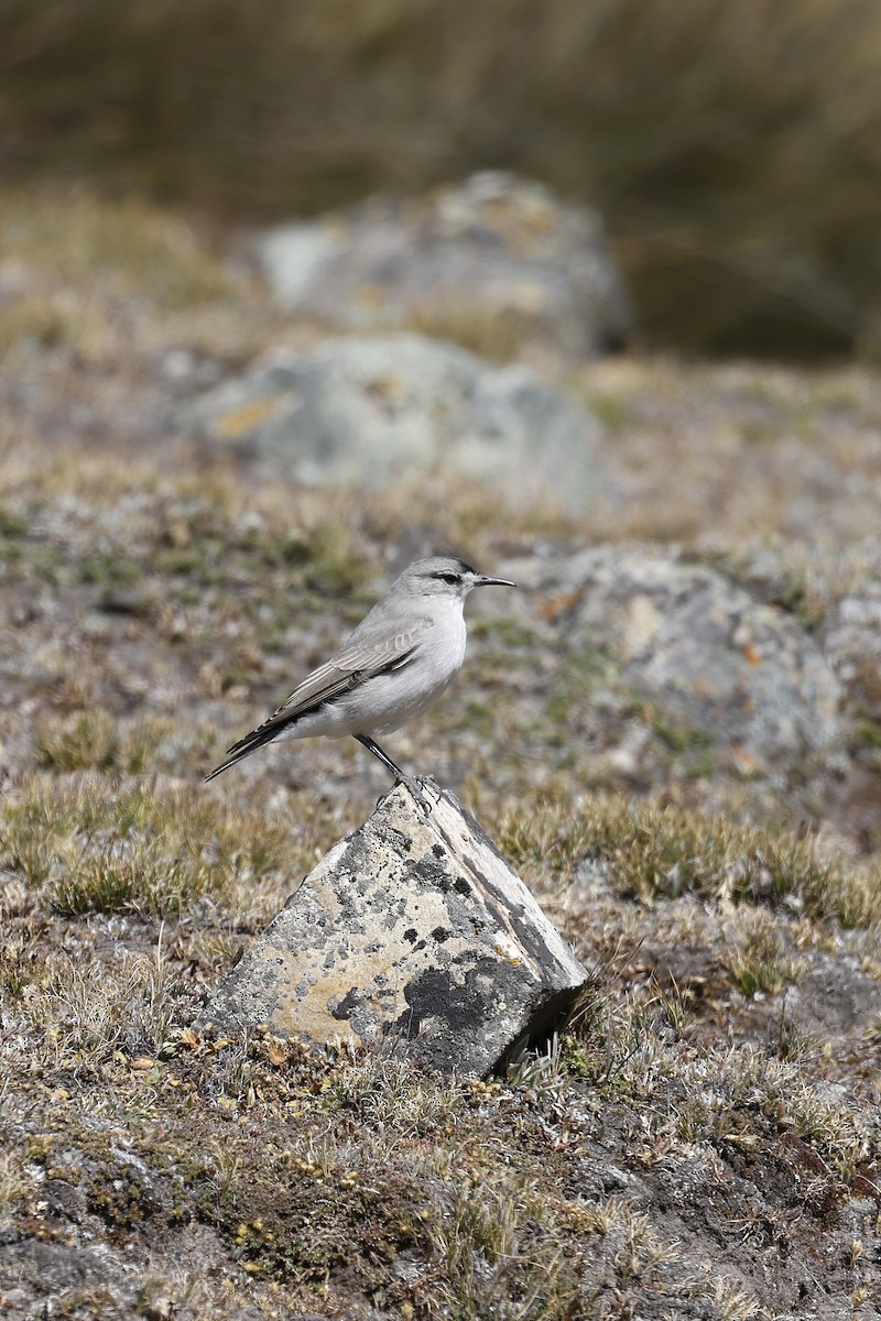 Black-fronted Ground-Tyrant - ML596705071