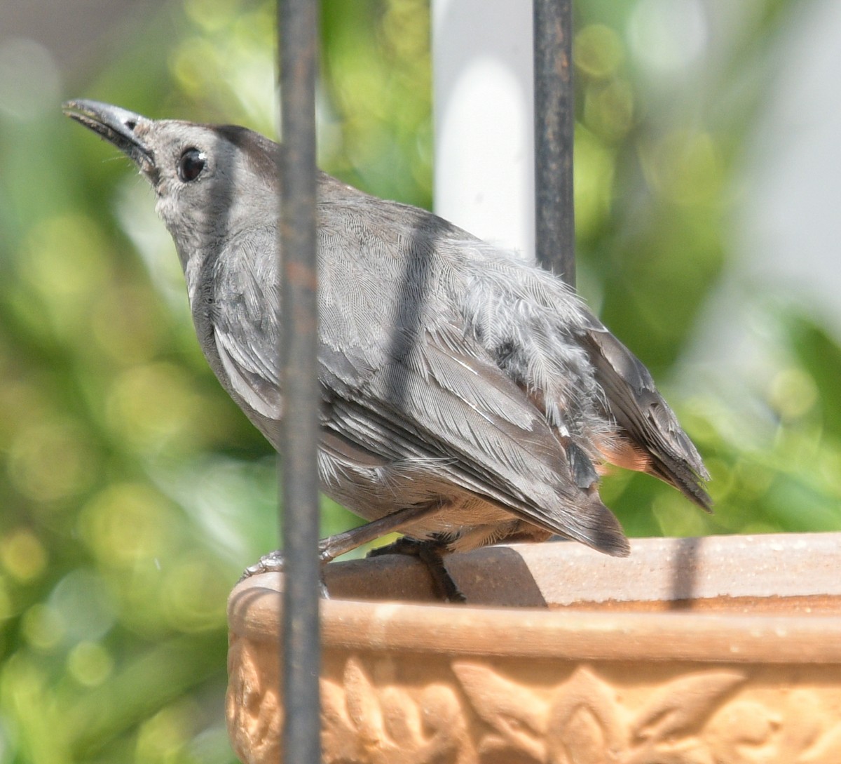 Gray Catbird - ML596705201