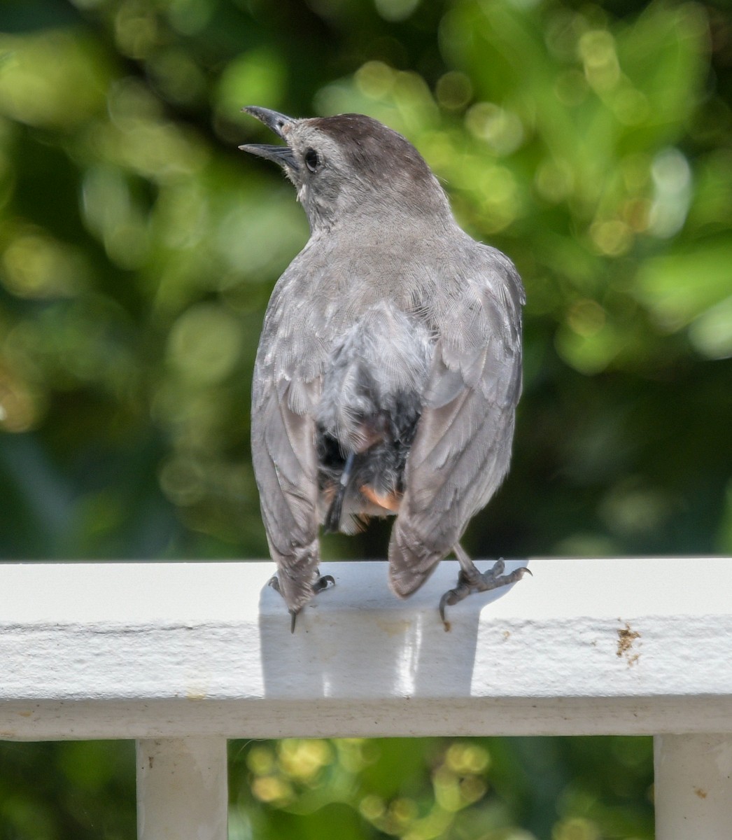 Gray Catbird - ML596705211