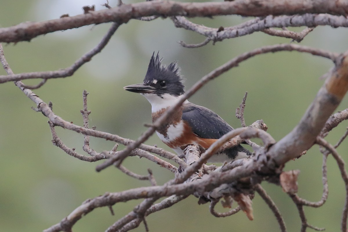 Belted Kingfisher - ML596705331