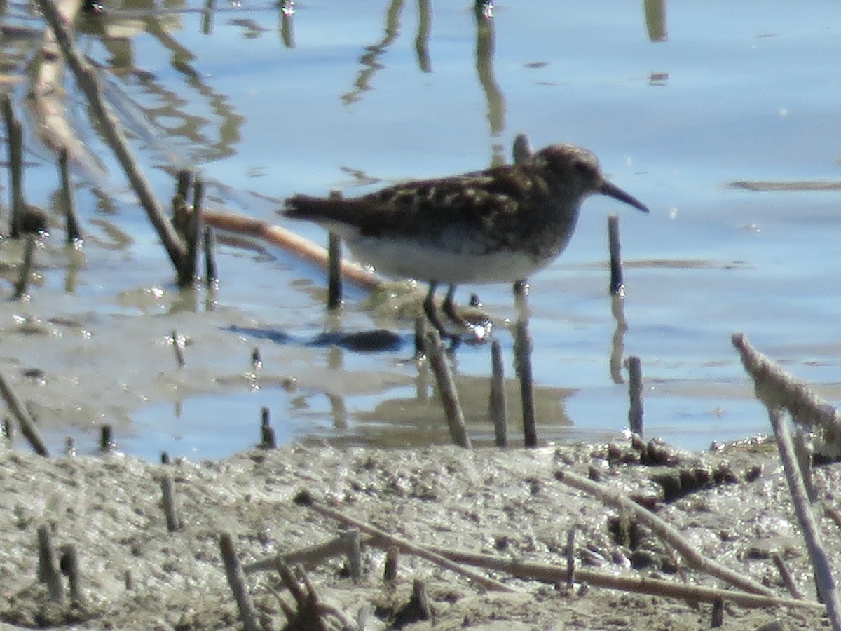 pygmésnipe - ML596705651