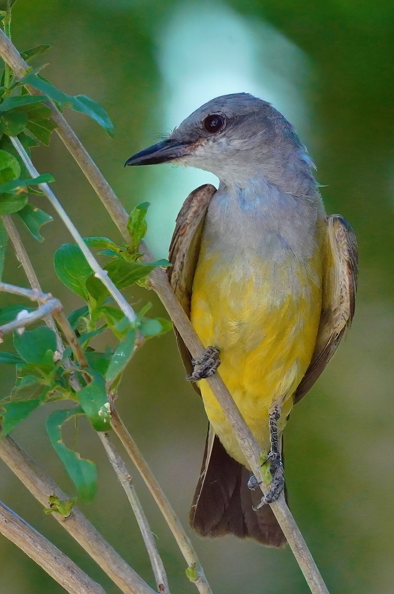 Western Kingbird - ML596705831