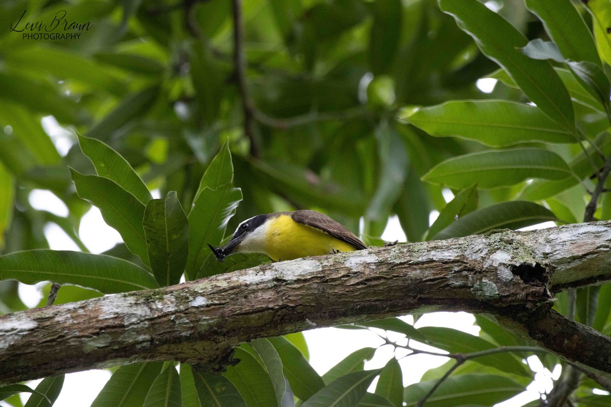 Boat-billed Flycatcher - ML596706671