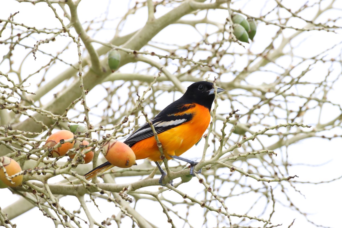 Baltimore Oriole - ML596707051