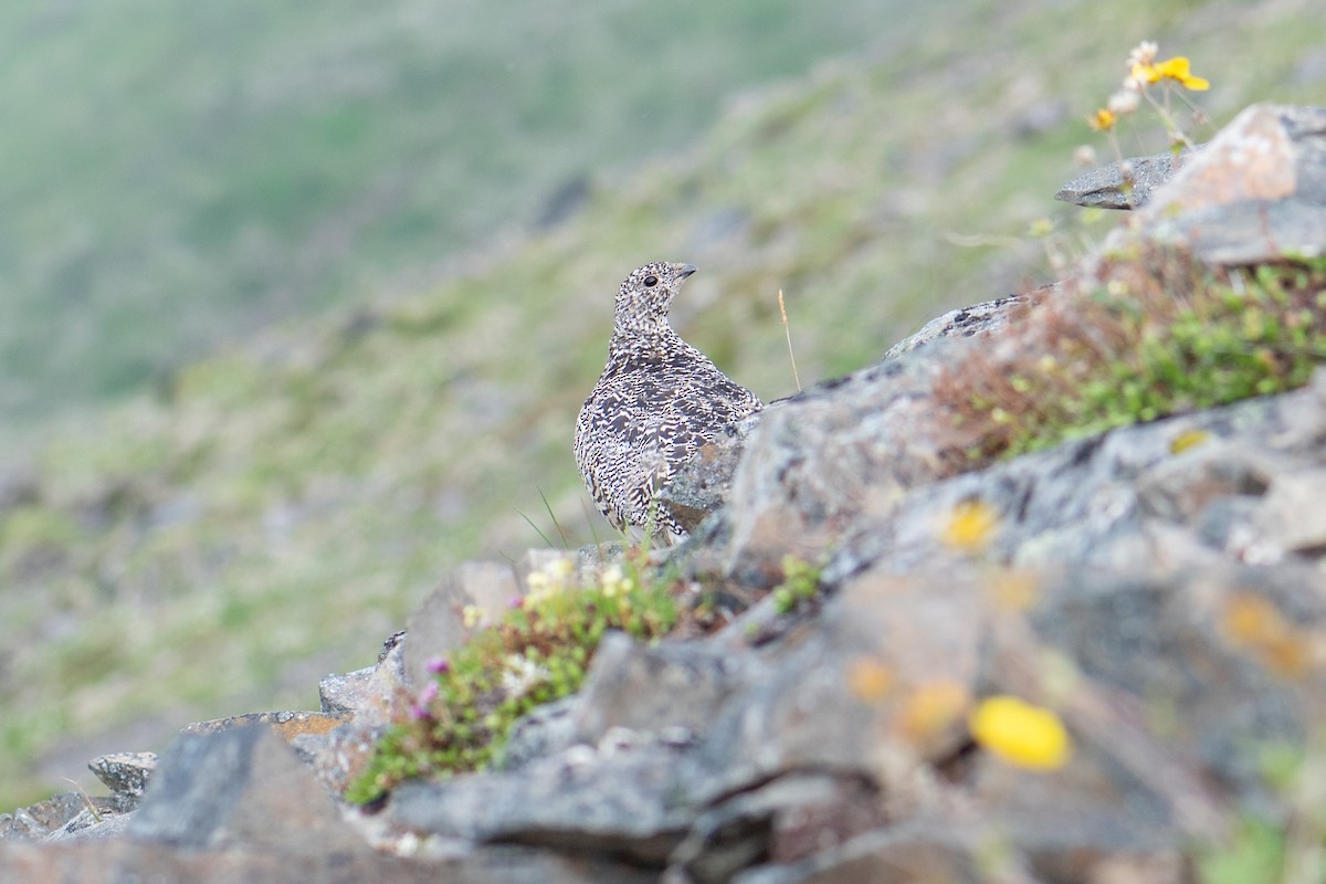 Weißschwanz-Schneehuhn - ML596708251