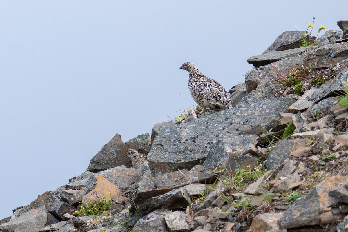 Weißschwanz-Schneehuhn - ML596708261