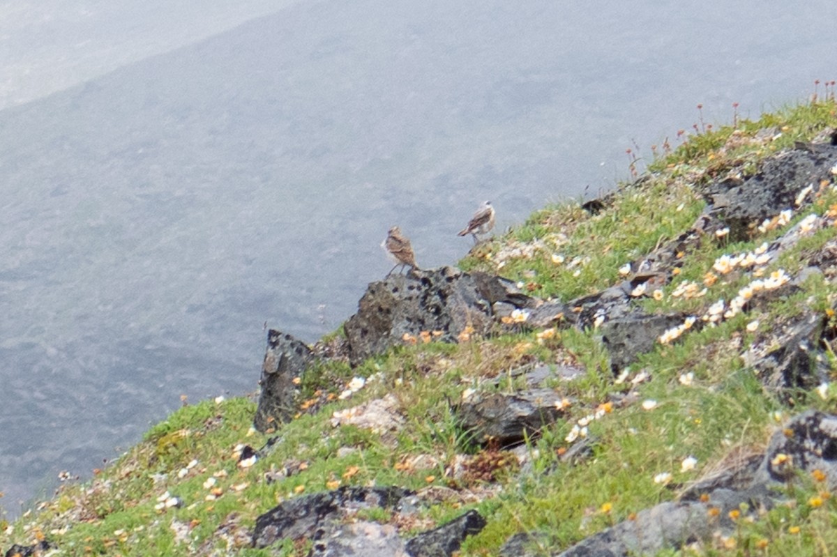 Northern Wheatear - Brian McGurgan