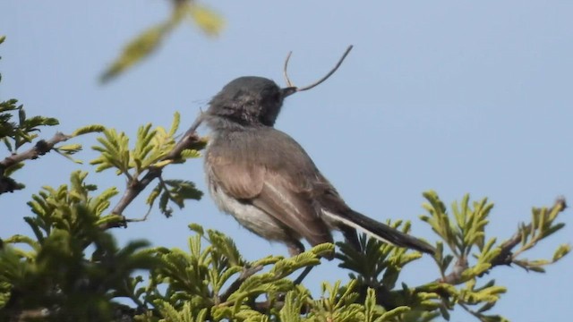 Black-tailed Gnatcatcher - ML596709661