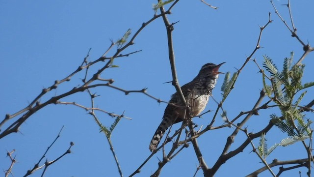 Cactus Wren - ML596709791