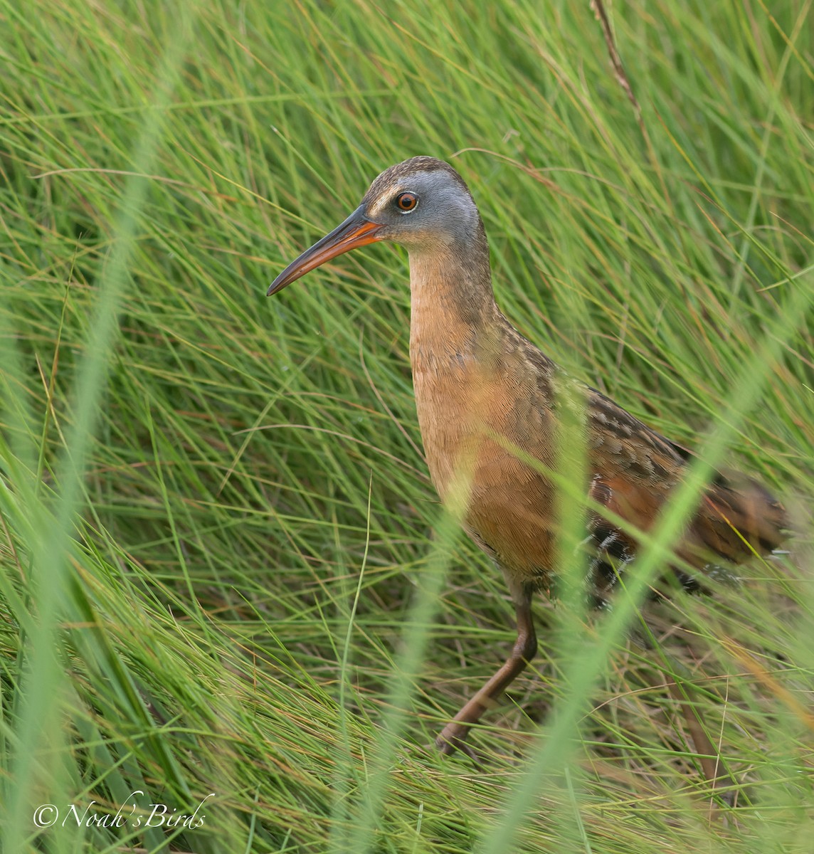 Virginia Rail - ML596709871