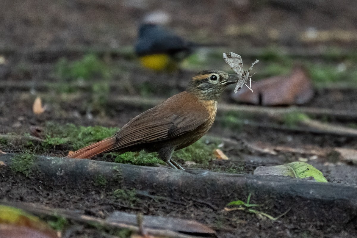 Scaly-throated Foliage-gleaner - ML596710211