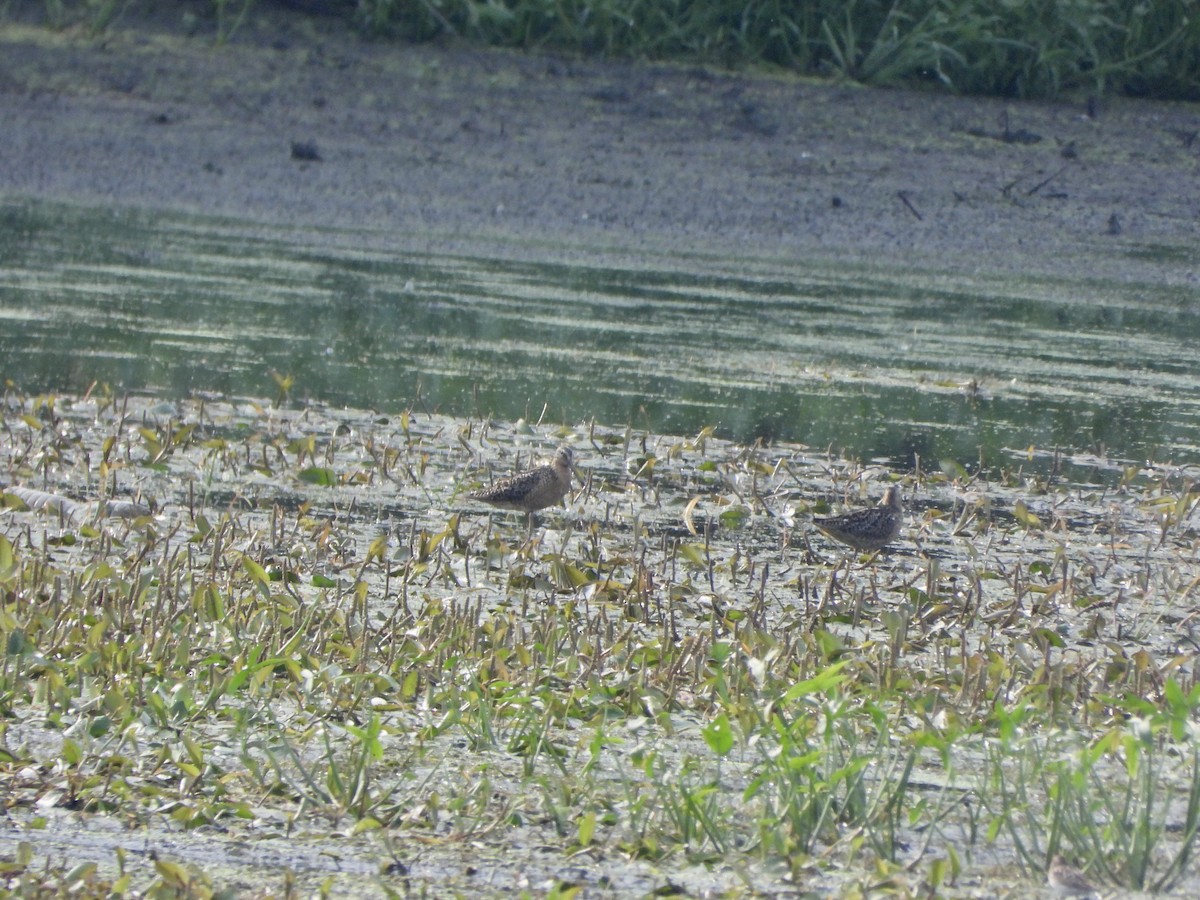 Short-billed Dowitcher - ML596711071