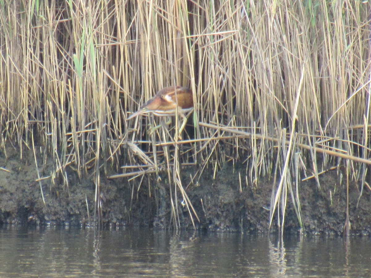 Least Bittern - ML596712321